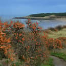 Gullane Bents - Gullane Bay from the car park.JPG
Nick Drainey
