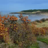 Gullane Bents - Gullane Bay from the car park.JPG
Nick Drainey