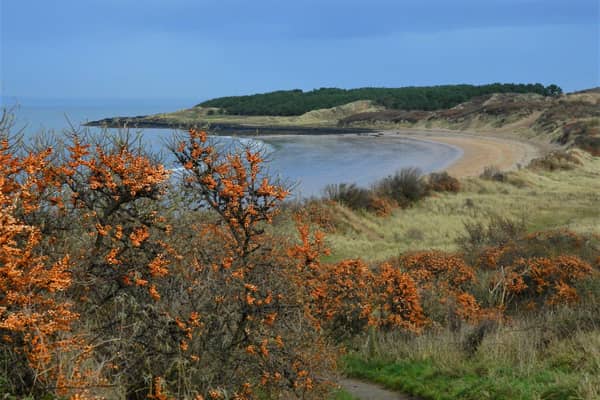 Gullane Bents - Gullane Bay from the car park.JPGNick Drainey