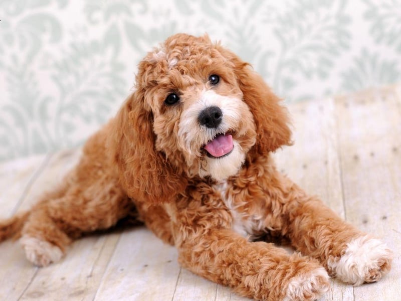 The Cockapoo is another crossbreed that has the Poodle's beautiful low-shedding coat, this time mixed with a playful Cocker Spaniel.