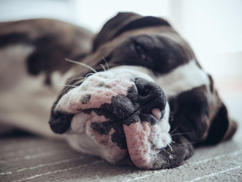 A Boxer has never been awarded the Best in Show rosette at Crufts but has had more luck on the other side of the Atlantic. The breed has been victorious at the Westminster Dog Show - the most prestigious in the USA - on four occasions, in 1947, 1949, 1951, and 1970.