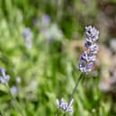 Eden Project brings care home residents closer to nature with sensory workshops using plants