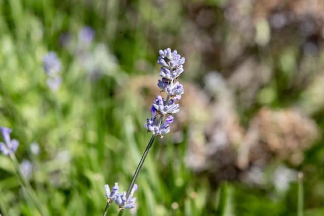 Eden Project brings care home residents closer to nature with sensory workshops using plants