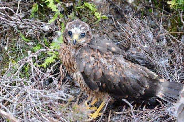 Hen Harrier Fingal was fitted with a satellite tag, which stopped transmitting in May last year.