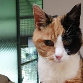 Cat located at Loch Lomond 10 years after going missing from English family  Photo credit: Cat Protection/PA Wire