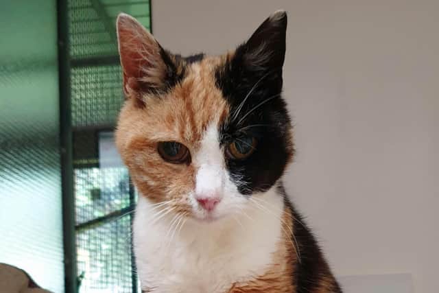Cat located at Loch Lomond 10 years after going missing from English family Photo credit: Cat Protection/PA Wire