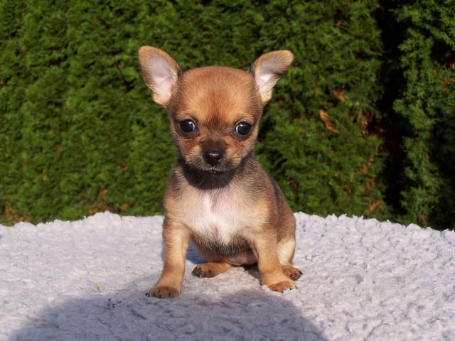 Bella is the runner-up when it comes to choice of name for Scotland's girl puppy owners this year. It's an Italian name, meaning 'beautiful'. Bella was also the name of the canine hero of 2019 film 'A Dog's Way Home'.