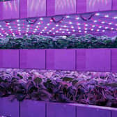 Vertical farming, originally developed by Nasa scientists as a potential way to grow food for astronauts in space, involves rearing crops indoors in upright stacked layers, with the environment strictly controlled to optimise plant growth