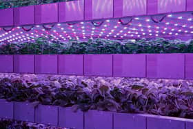 Vertical farming, originally developed by Nasa scientists as a potential way to grow food for astronauts in space, involves rearing crops indoors in upright stacked layers, with the environment strictly controlled to optimise plant growth