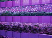 Vertical farming, originally developed by Nasa scientists as a potential way to grow food for astronauts in space, involves rearing crops indoors in upright stacked layers, with the environment strictly controlled to optimise plant growth