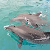 Conservationists have now identified the animals as being from a group of bottlenose dolphins that feed and breed in Scotland's Moray Firth.