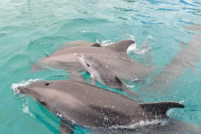 Conservationists have now identified the animals as being from a group of bottlenose dolphins that feed and breed in Scotland's Moray Firth.