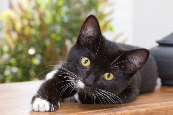 These 10 cats names are perfect for male cats and kittens. Cr: Getty Images/Getty Images