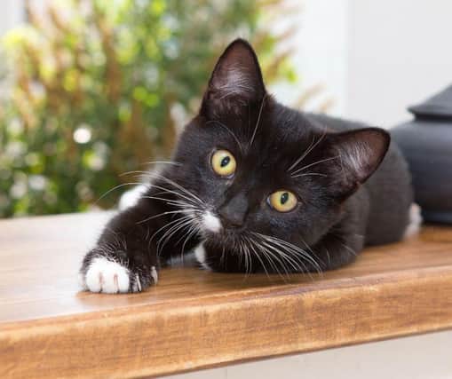 These 10 cats names are perfect for male cats and kittens. Cr: Getty Images/Getty Images