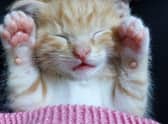 Want a cute name for your new pet cat? These are 10 most popular in the UK in 2023.