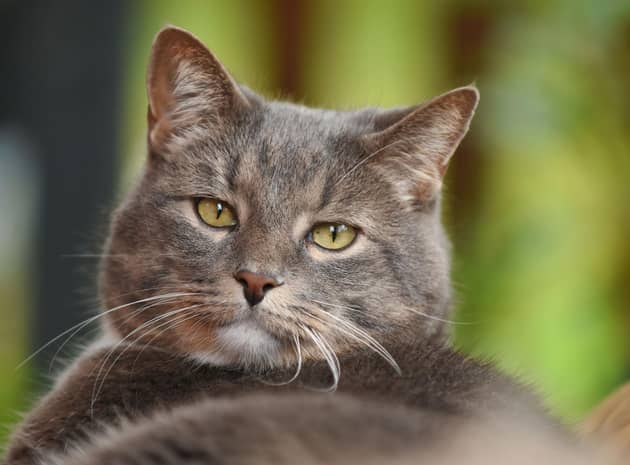 These are the world's most popular names for a male cat. Cr: Getty Images/Canva Pro.
