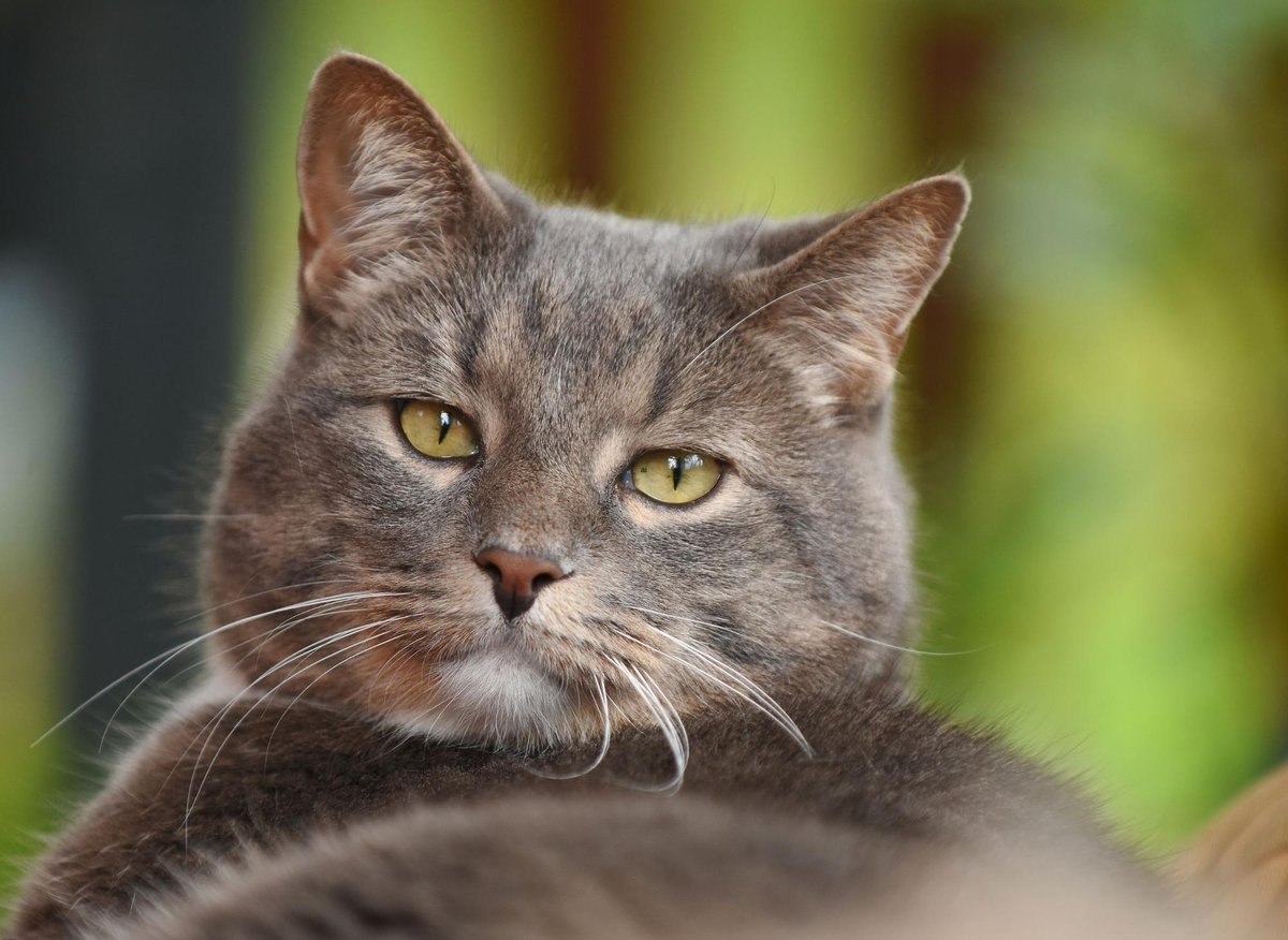 Best Cat Names Here Are 10 Of The Most Popular Names To Call Your New best-cat-names-here-are-10-of-the-most-popular-names-to-call-your-new