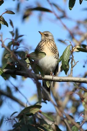 Fieldfare, a winter visitor to Scotland