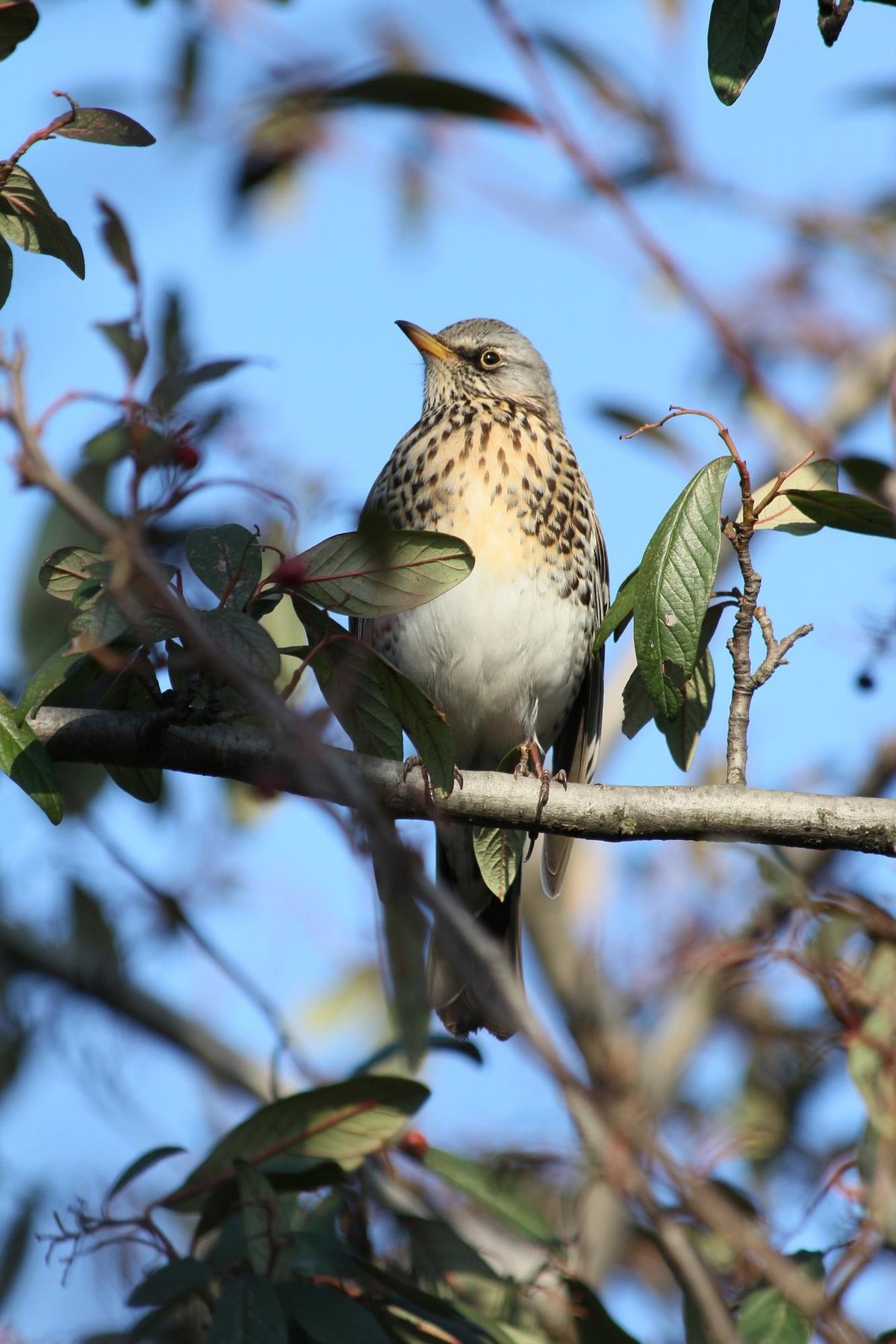 Vital role to play in the future of our wildlife