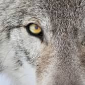 The reintroduction of wolves to Yellowstone National Park in the US had a dramatic effect on the environment (Picture: Getty Images/iStockphoto)