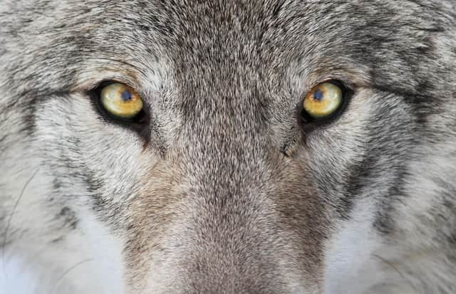 The reintroduction of wolves to Yellowstone National Park in the US had a dramatic effect on the environment (Picture: Getty Images/iStockphoto)