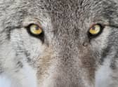 The reintroduction of wolves to Yellowstone National Park in the US had a dramatic effect on the environment (Picture: Getty Images/iStockphoto)