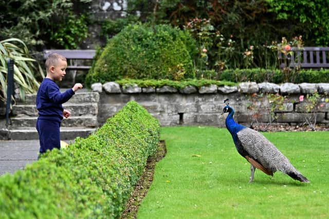 There are 23 peacocks in the town and are spotted wandering freely through the streets. PIC: John Devlin.