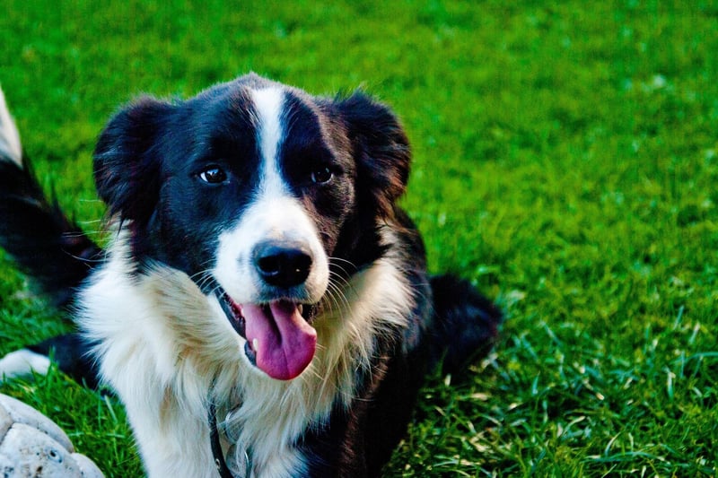First, we're looking at the dogs that are likely to come top of their obedience class, and there's one breed that's certain to be the teacher's pet. There's a reason that Border Collies are a favourite for the tricky business of herding sheep - they are incredibly intelligent and learn amazingly fast.