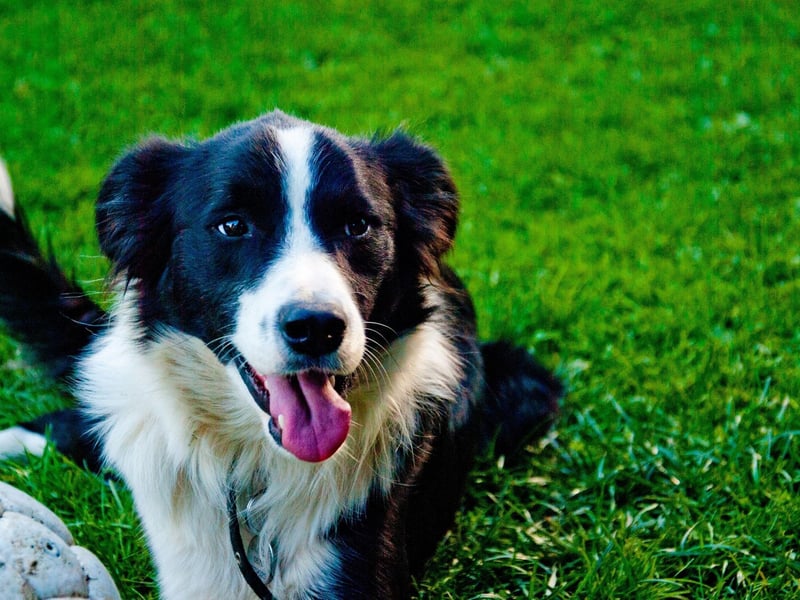 First, we're looking at the dogs that are likely to come top of their obedience class, and there's one breed that's certain to be the teacher's pet. There's a reason that Border Collies are a favourite for the tricky business of herding sheep - they are incredibly intelligent and learn amazingly fast.