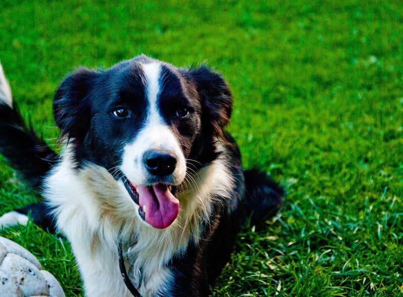 First, we're looking at the dogs that are likely to come top of their obedience class, and there's one breed that's certain to be the teacher's pet. There's a reason that Border Collies are a favourite for the tricky business of herding sheep - they are incredibly intelligent and learn amazingly fast.