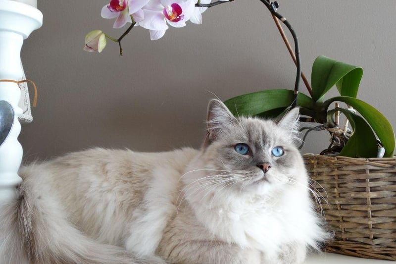 The Ragdoll breed is said to be healthy, though they can suffer from issues with their bladder and kidney stones. Despite this, the Ragdool can often outlive many other breeds, with a lifespan of 15 years on average.
