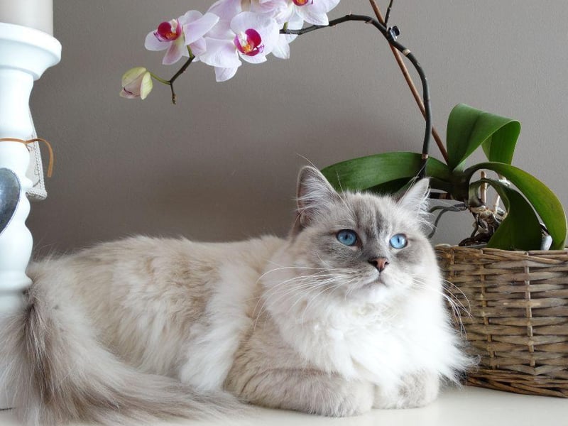 The Ragdoll breed is said to be healthy, though they can suffer from issues with their bladder and kidney stones. Despite this, the Ragdool can often outlive many other breeds, with a lifespan of 15 years on average.