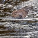 Plans to release beavers into Loch Beinn a Mheadhoin in Glen Affric have been delayed due to fears about their impact on the environment.