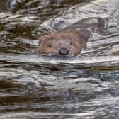 Plans to release beavers into Loch Beinn a Mheadhoin in Glen Affric have been delayed due to fears about their impact on the environment.