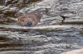 Plans to release beavers into Loch Beinn a Mheadhoin in Glen Affric have been delayed due to fears about their impact on the environment.