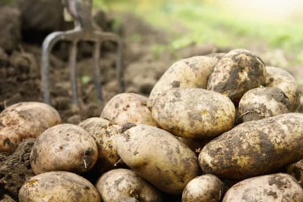 Political hot potatoes