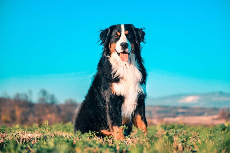 If you're lucky to have a fair bit of room at home then a Bernese Mountain Dog could be a perfect companion. Large dogs with small levels of energy, Berners need little more than a 30 minute walk each day and are naturally devoted to their owners.