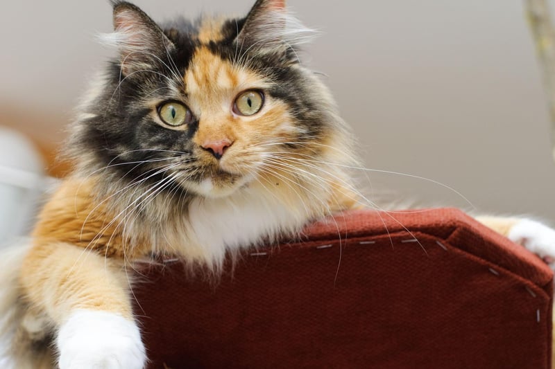This gentle giant is incredibly adaptable. The Maine Coon cat breed is very intelligent and loves to please, which makes it a particularly good candidate for training.