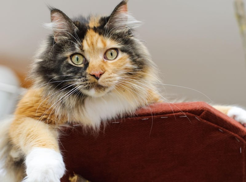This gentle giant is incredibly adaptable. The Maine Coon cat breed is very intelligent and loves to please, which makes it a particularly good candidate for training.