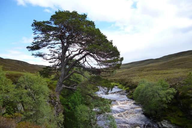 Glen Feshie Estate was bought by Mr Povlsen in 2008 and is now Scotland's largest private landowner, with 12 estates to his name. PIC: Peter Wilson/geograph.org
