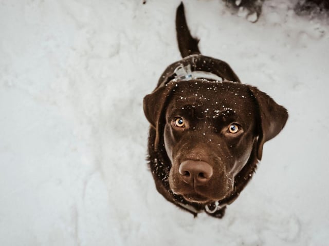 Right now, many parts of the UK are experiencing below-zero temperatures. The general rule of thumb is if it's too cold for you to walk outside, it's likely too cold for your pup. Popping out in the garden to do their business is fine, but if weather conditions are below freezing, try to walk them once the temperature rises above 0 again.