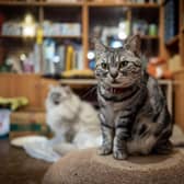 Cat Cafes are becoming increasingly popular in Scotland. Cr: Getty Images/Canva Pro