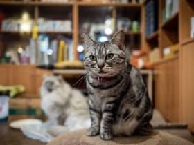 Cat Cafes are becoming increasingly popular in Scotland. Cr: Getty Images/Canva Pro