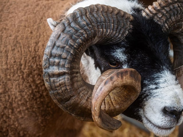 The Royal Highland Show Day 1