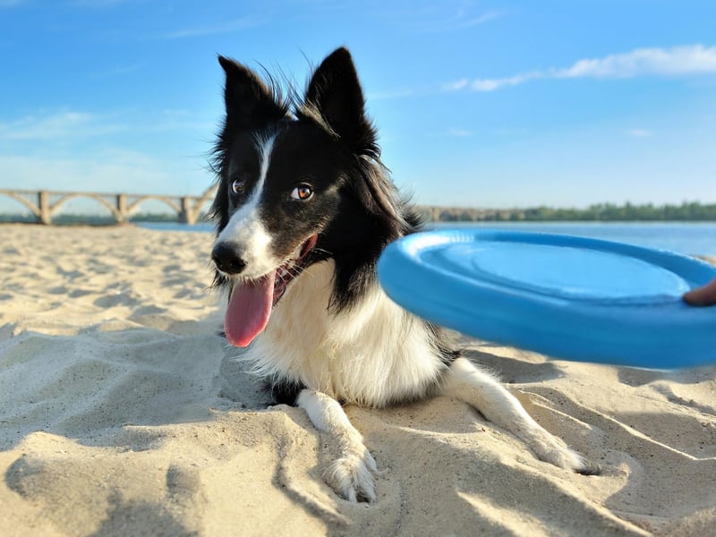The seventh most popular name with Border Collie owners is Molly. In Hebrew the name means 'wished-for child'.