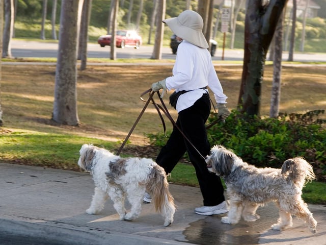 Do not give out your dog's name - putting your dog’s name on their collar, harness or ID may make it easier for strangers to lure them over.