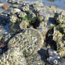 Eating raw shellfish such as oysters could pose a greater risk to human health than previously after harmful species of Vibrio marine bacteria were found in UK waters for the first time as a result of seas warming due to climate change