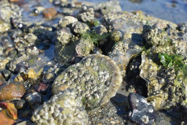 Eating raw shellfish such as oysters could pose a greater risk to human health than previously after harmful species of Vibrio marine bacteria were found in UK waters for the first time as a result of seas warming due to climate change