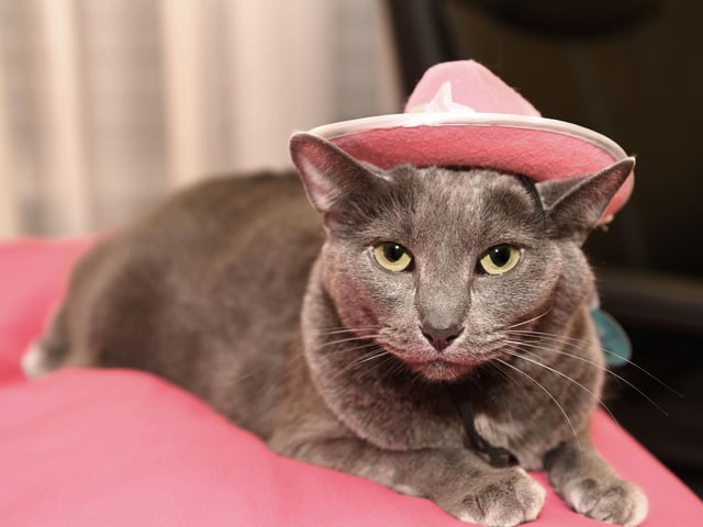 The Korat is a rare cat breed, but very intelligent. They are very attentive to their surroundings and can also learn new tricks. They love a snooze though, so don't expect them to be performing tricks all day.