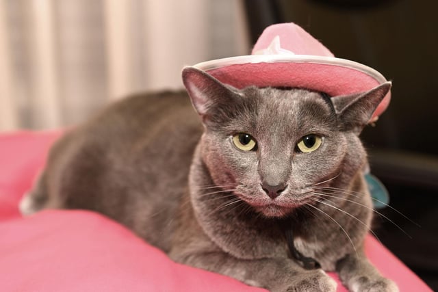 The Korat is a rare cat breed, but very intelligent. They are very attentive to their surroundings and can also learn new tricks. They love a snooze though, so don't expect them to be performing tricks all day.